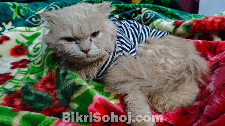 Persian Cat Male 8 Months